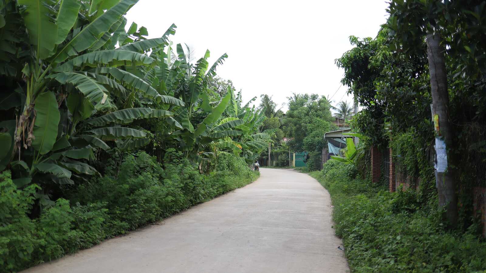 Cambodia, roadway, lined by trees