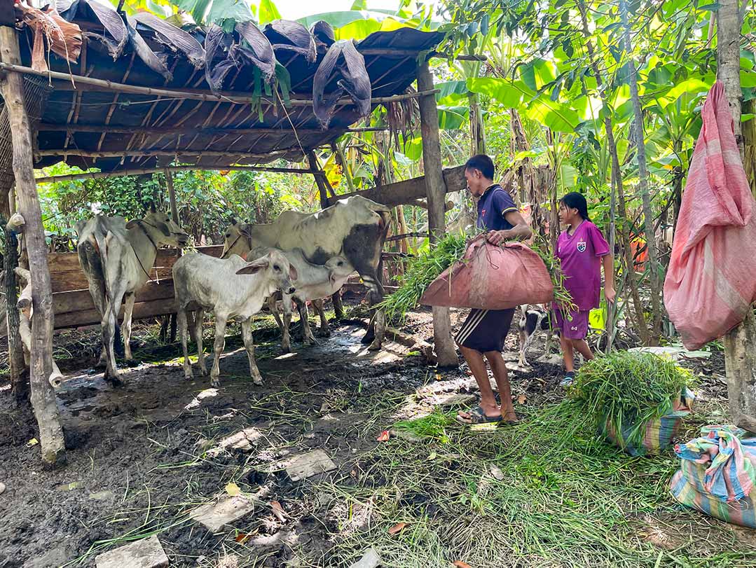 A family cares for cows in Cambodia